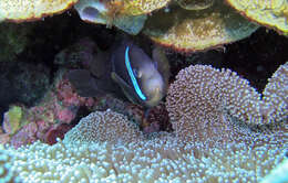 Image of Maroon clownfish