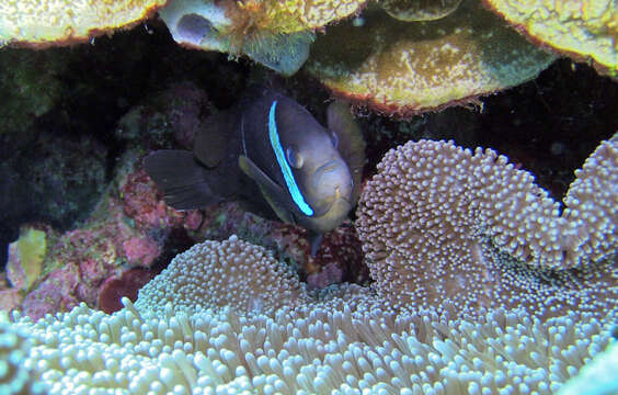 Image of Maroon clownfish