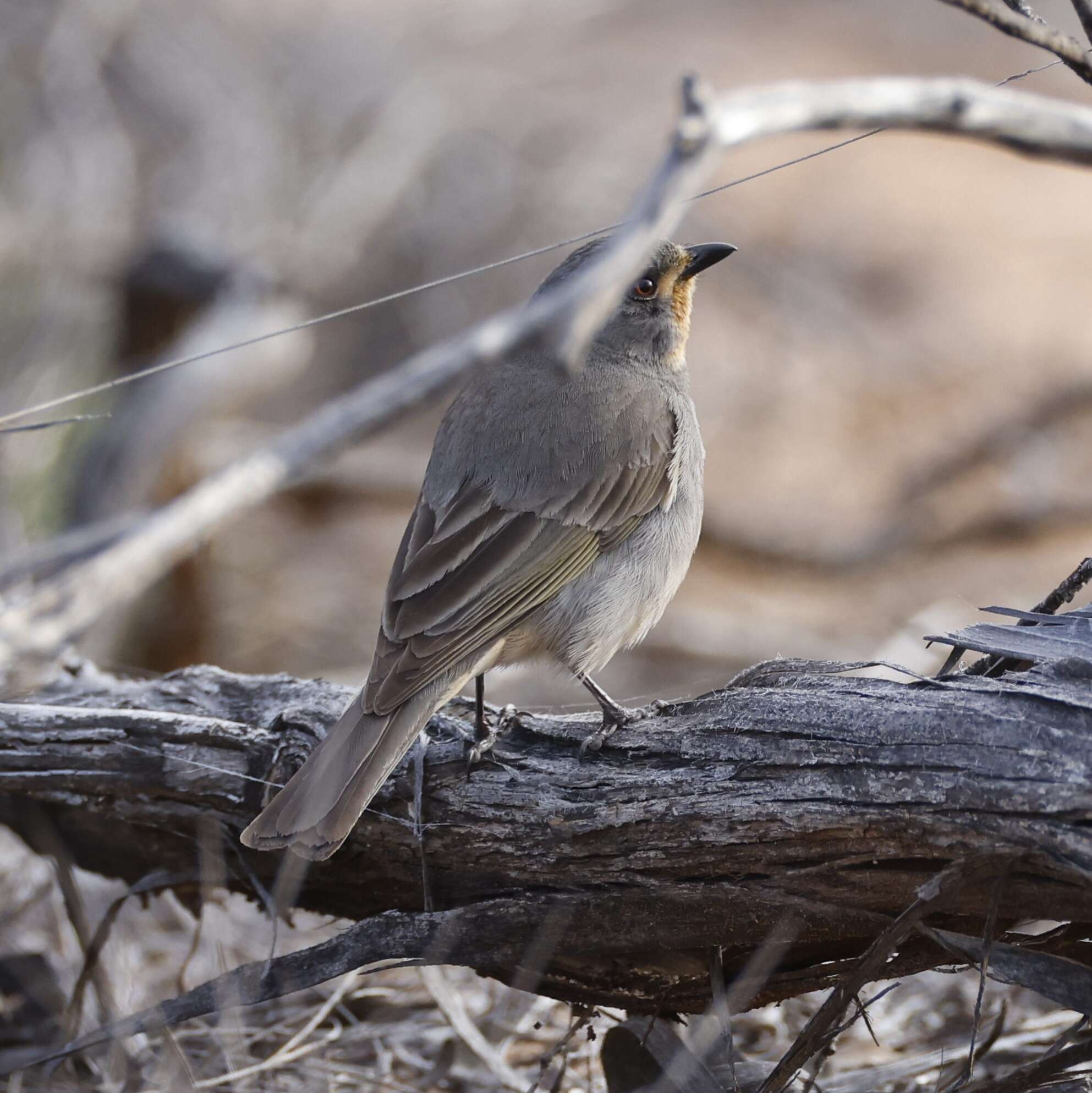 Imagem de Pachycephala rufogularis Gould 1841