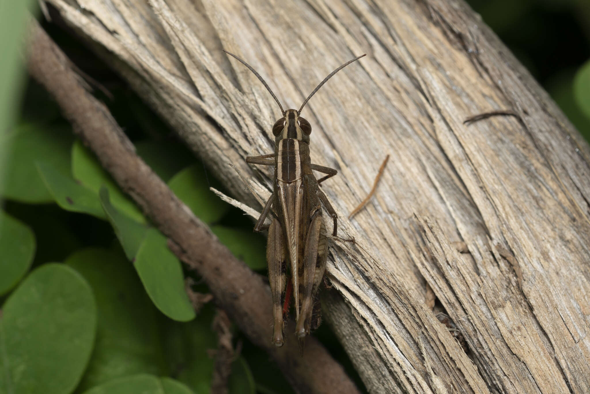 Heteracris littoralis (Rambur 1838)的圖片