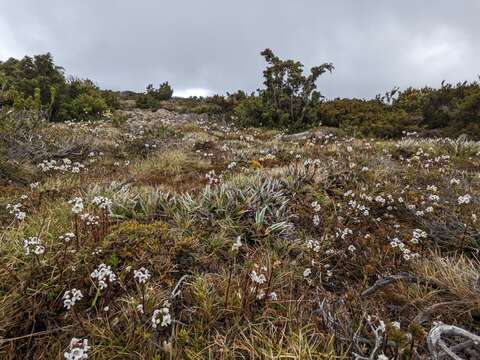 Image of Euphrasia striata R. Br.