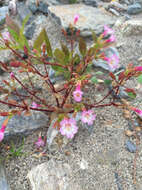 Erythranthe inconspicua (A. Gray) G. L. Nesom resmi