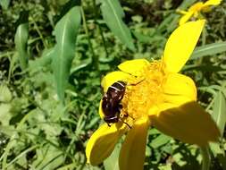 Image of Bog hoverfly