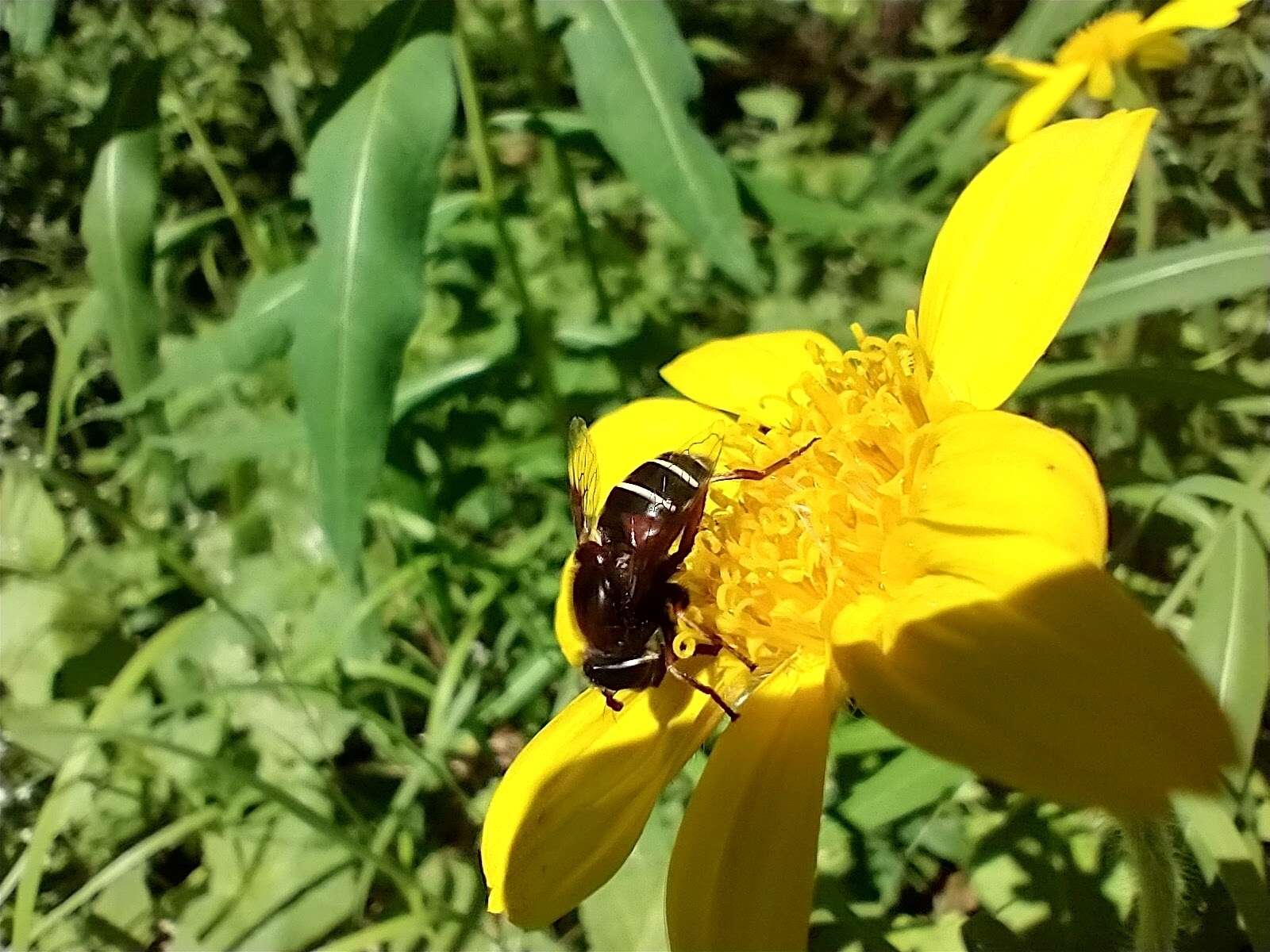 Image of Bog hoverfly