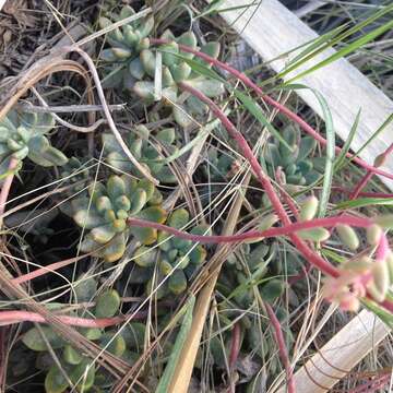 Image of Echeveria amoena L. de Smet ex E. Morr.