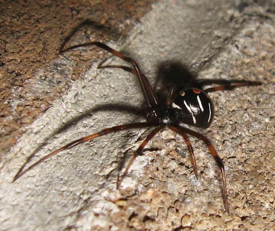 Latrodectus variolus Walckenaer 1837的圖片