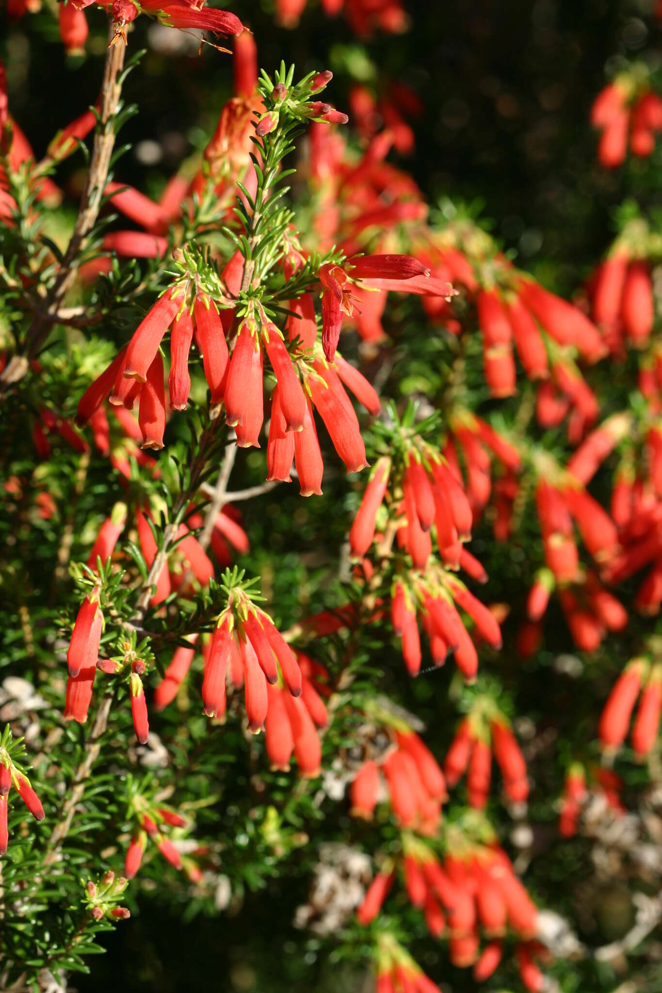 Imagem de Erica chloroloma Lindl.