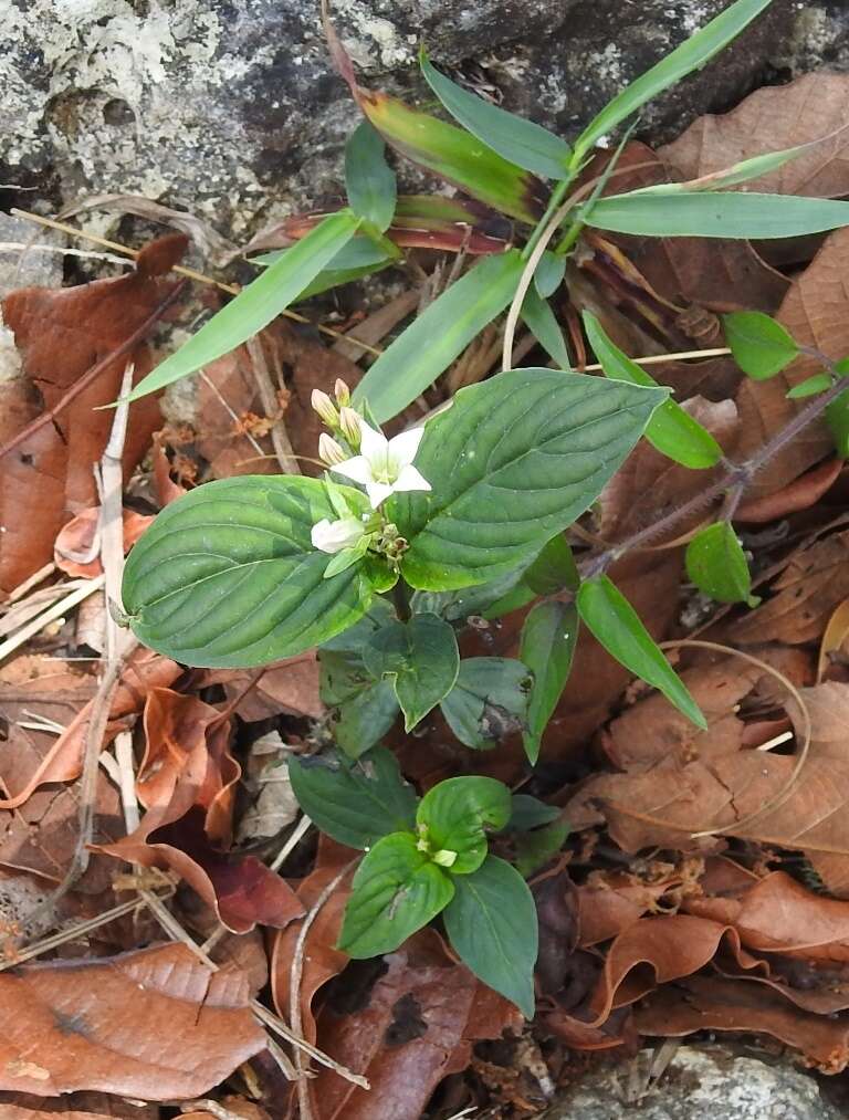 Image de Spigelia scabra Cham. & Schltdl.