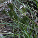 Image de Macledium speciosum (DC.) S. Ortiz