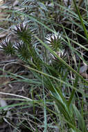 Image de Macledium speciosum (DC.) S. Ortiz