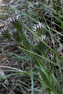 Image of Macledium speciosum (DC.) S. Ortiz