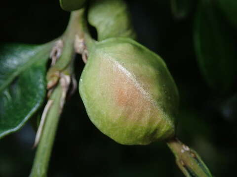 Image of Boxwood Psyllid