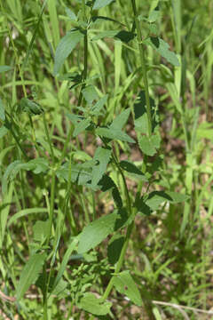 Image of Nepeta nuda subsp. nuda