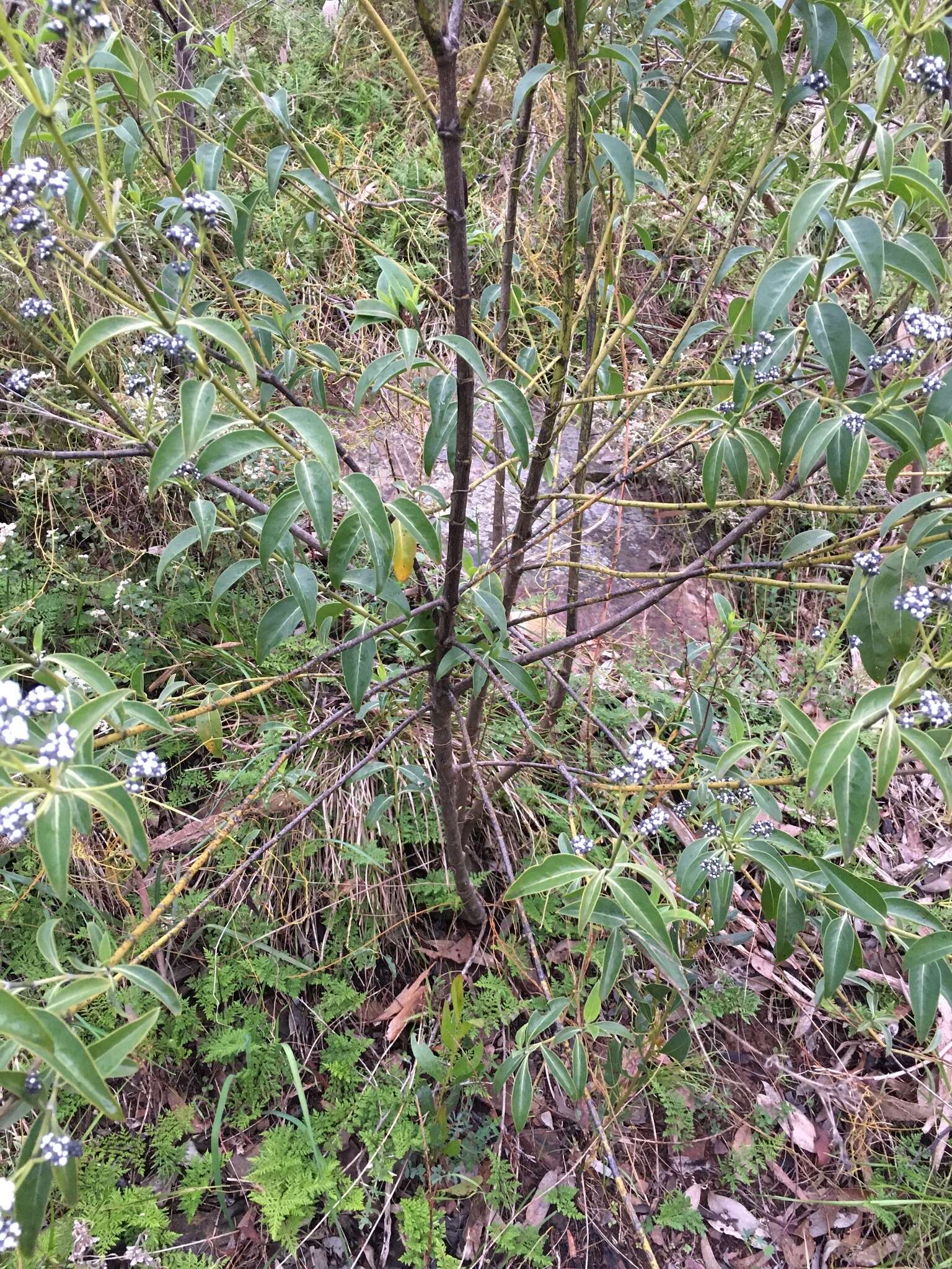 Image of Logania saxatilis G. Perry ex B. J. Conn