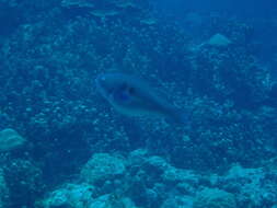 Image of Big belly Parrotfish