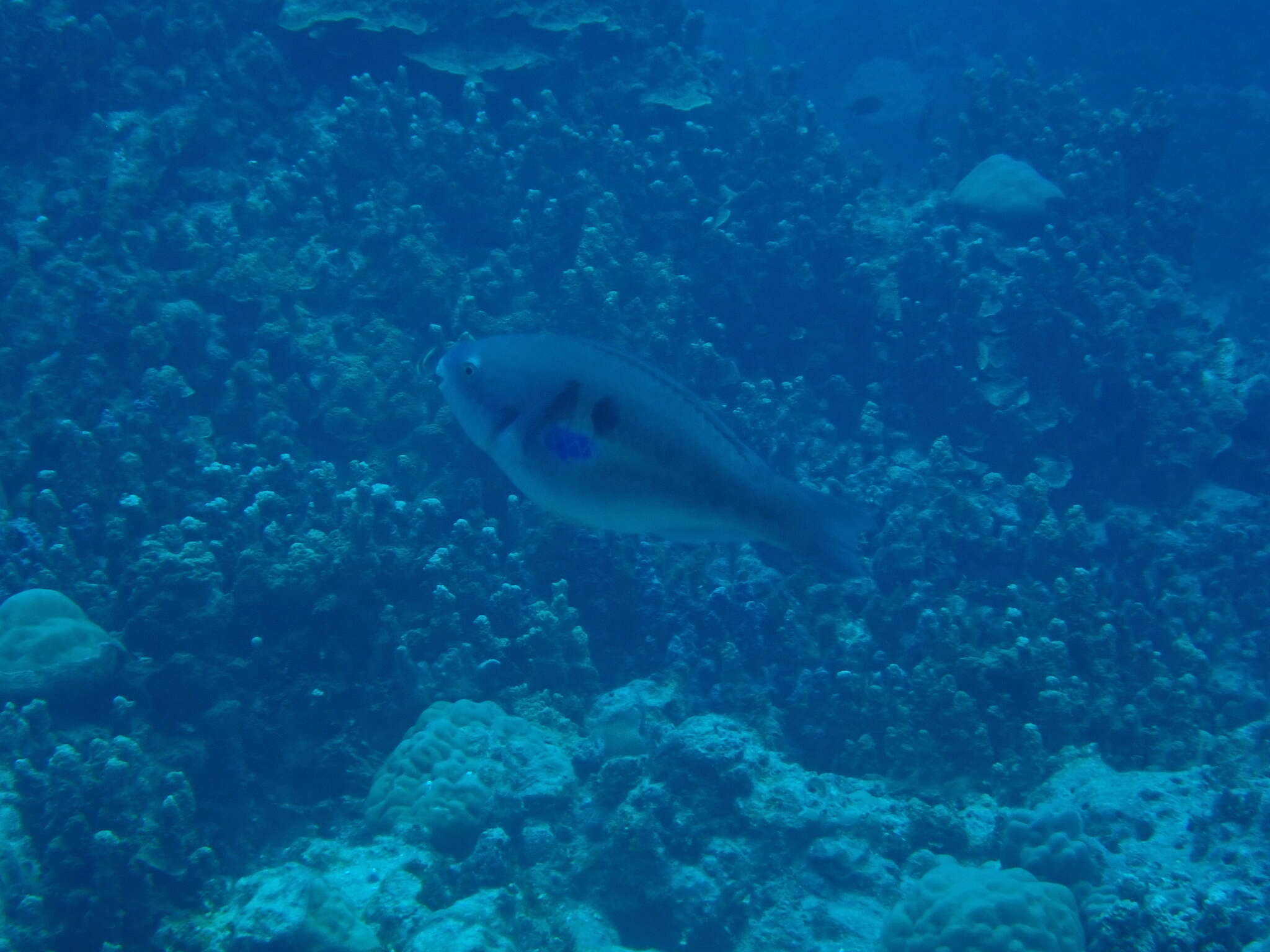 Image of Big belly Parrotfish