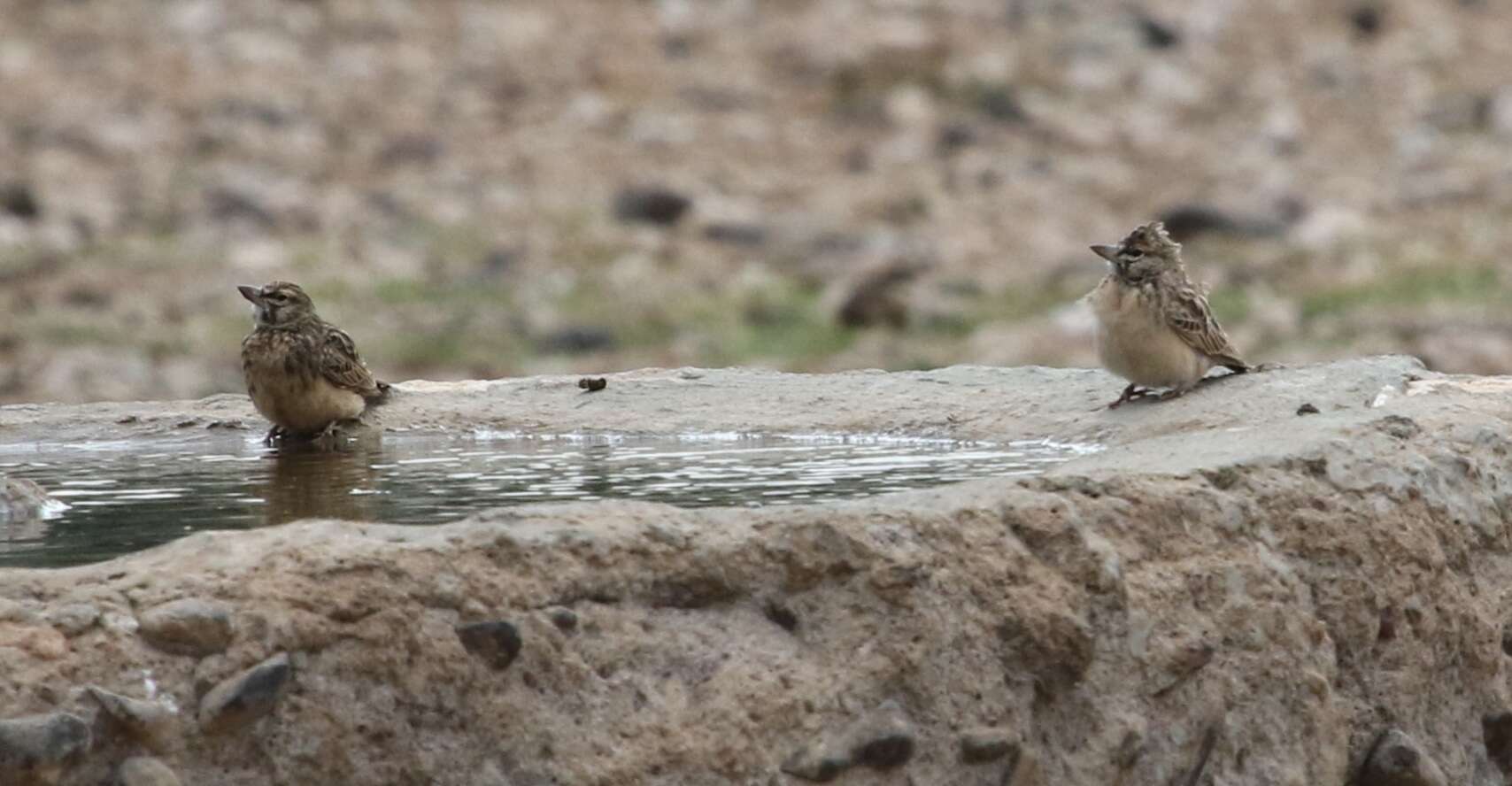 Image of Sclater's Lark