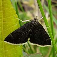 Image of White-fringed Pyrausta Moth