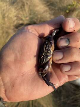 صورة Potamonautes bayonianus (Brito Capello 1864)