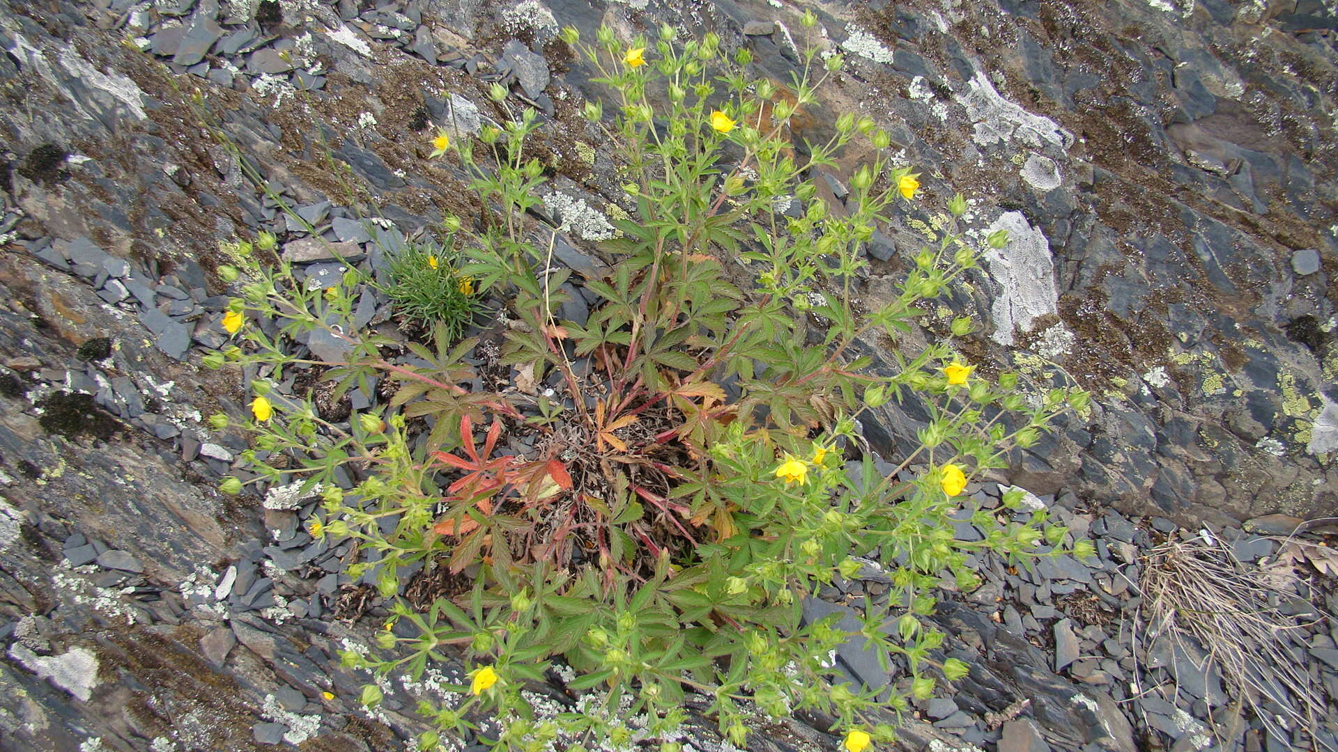 Image of Potentilla divaricata DC.