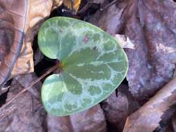 Image of Lewis' heartleaf