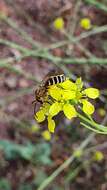 Halictus fulvipes (Klug 1817)的圖片