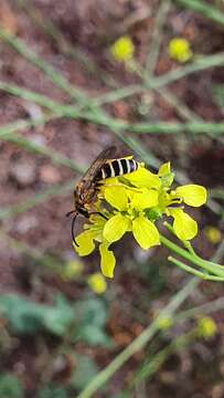 Image of Halictus fulvipes (Klug 1817)