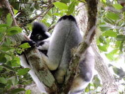 Image of indri