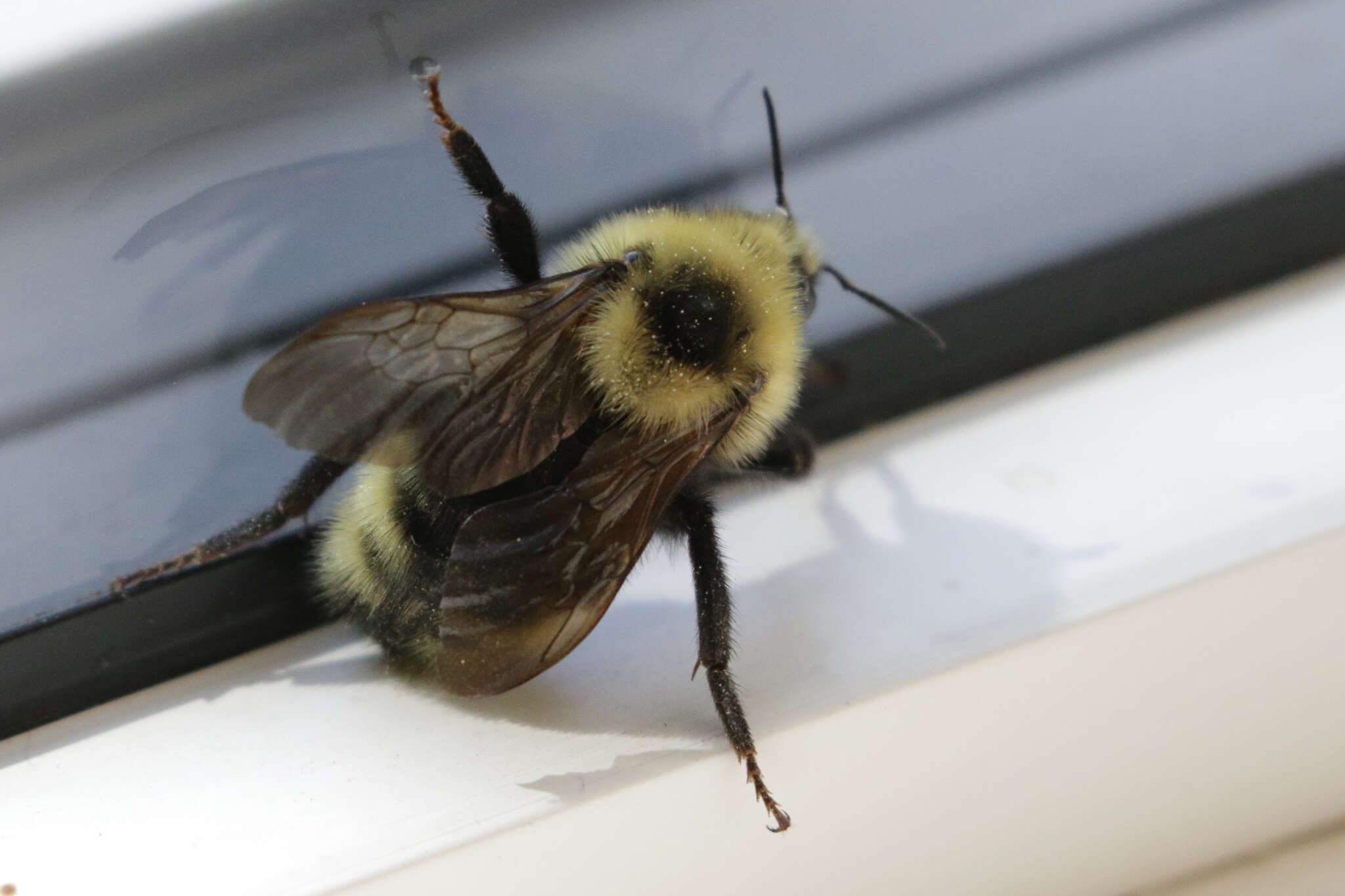 Image de Bombus insularis (Smith 1861)