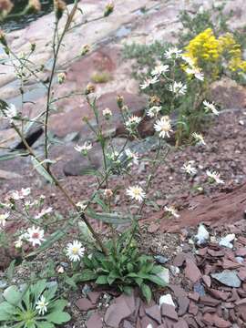 Image of Tradescant's American-Aster