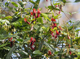 Image of Kennedia rubicunda Vent.