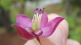 Krameria grandiflora A. St.-Hil.的圖片