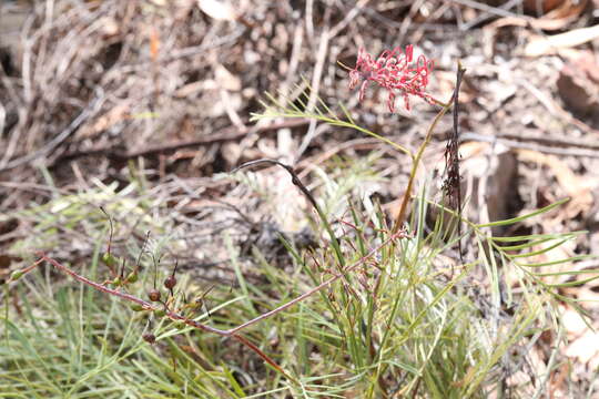 Image of Grevillea dryandri R. Br.