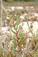 Слика од Salicornia pillansii (Moss) Piirainen & G. Kadereit