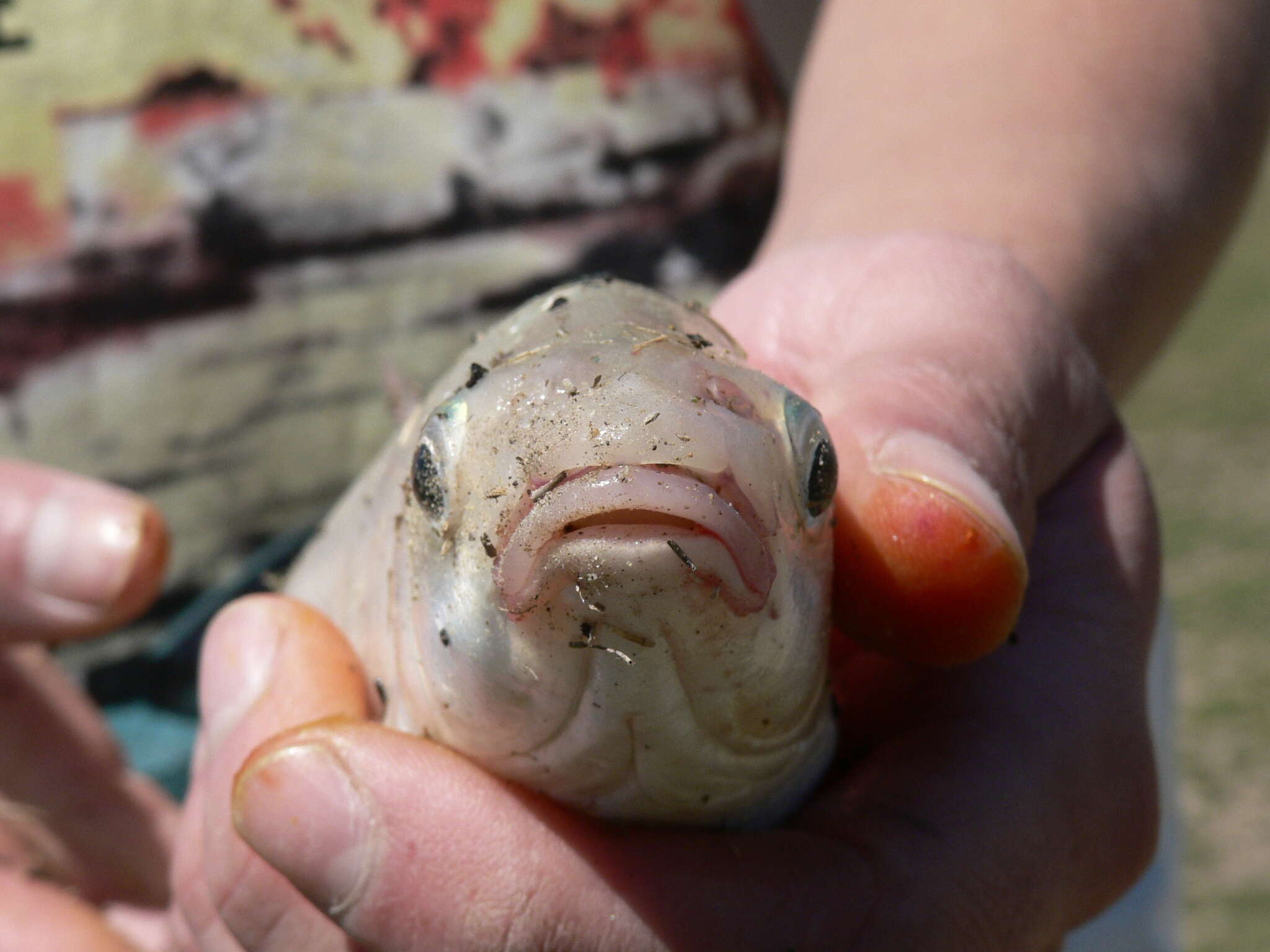 Image of Smallmouth yellowfish