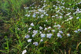 Dianthus longicalyx Miq.的圖片