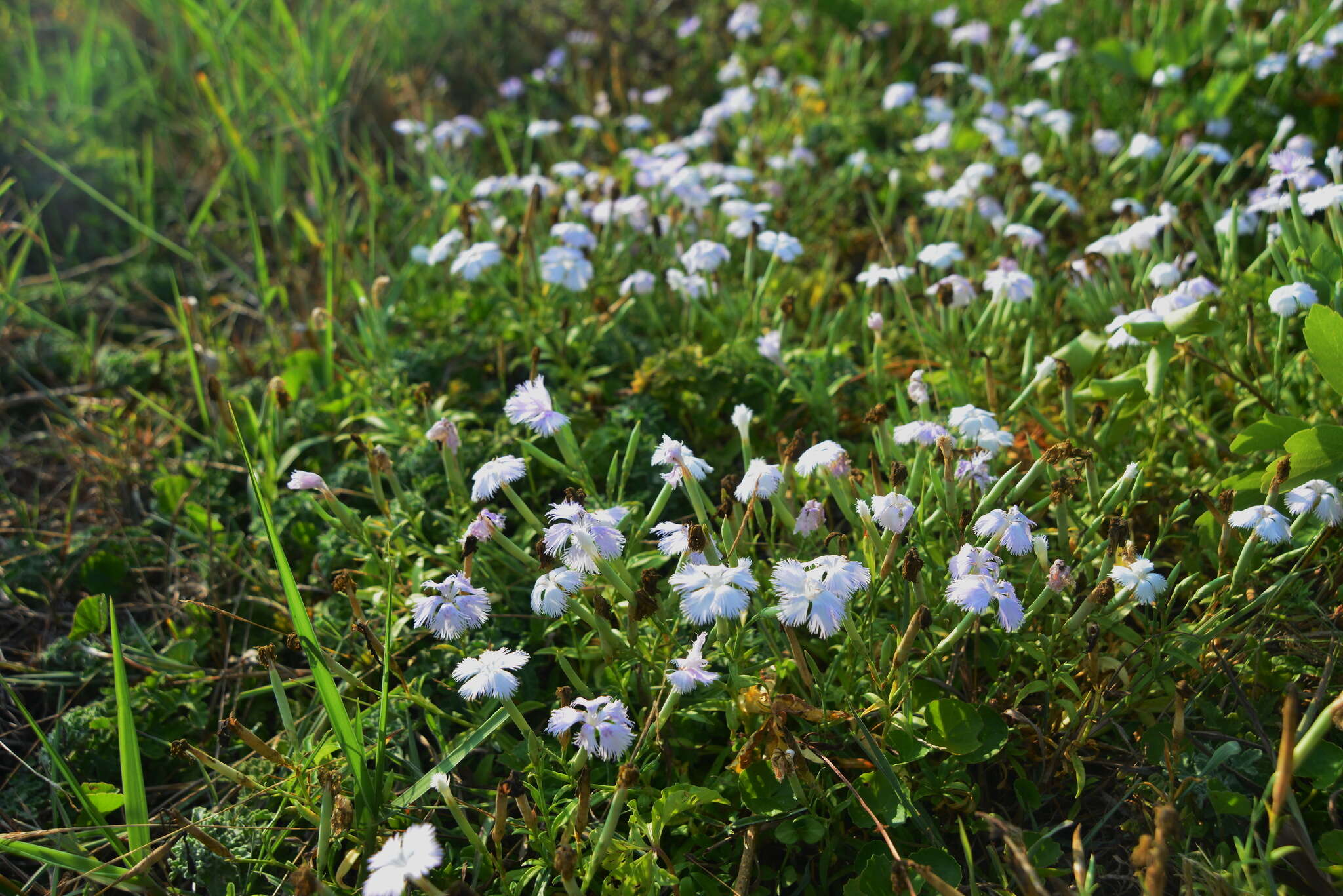 Image of Dianthus longicalyx Miq.