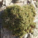 Image of Hofmeisteria urenifolia (Hook. & Arn.) Walp.