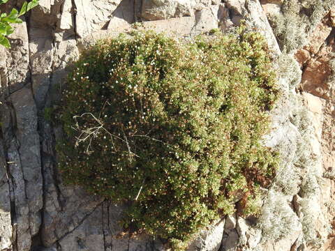 Image of Hofmeisteria urenifolia (Hook. & Arn.) Walp.