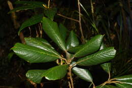 Image de Quercus poilanei Hickel & A. Camus