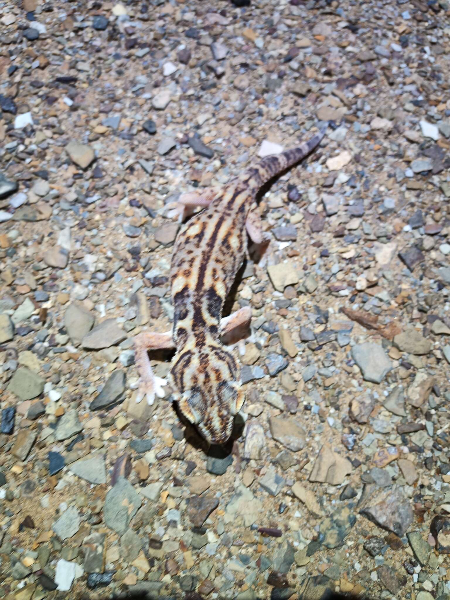 Chondrodactylus angulifer Peters 1870 resmi