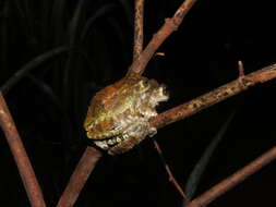 Image of Acre treefrog