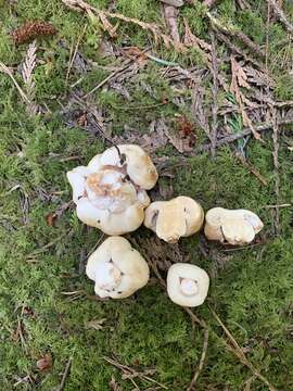 Image of Russula crassotunicata Singer 1938