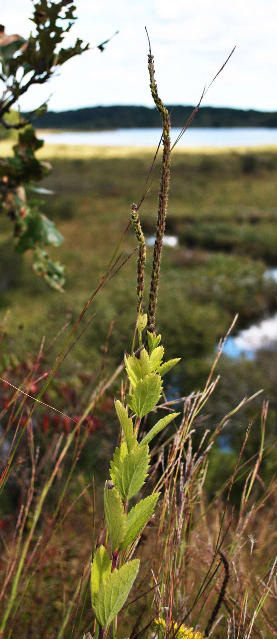 Image of hoary verbena