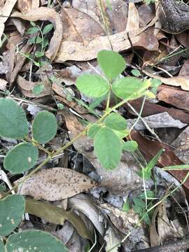 Image of Desmodium rhytidophyllum Benth.