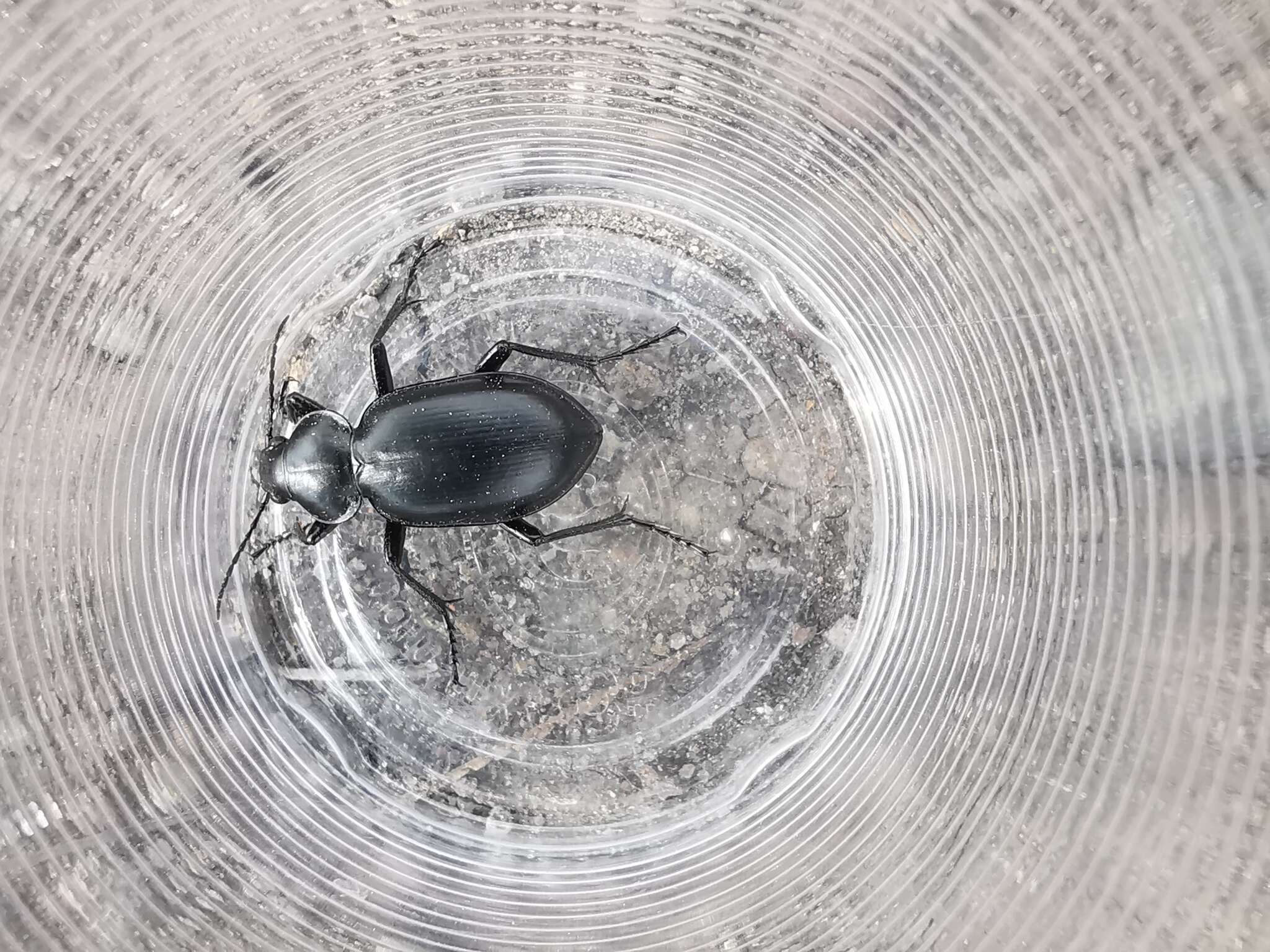 Image of Calosoma (Blaptosoma) laeve Dejean 1826