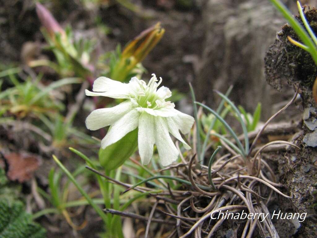 Image of Silene morrisonmontana var. glabella (Ohwi) Ohwi & Ohashi