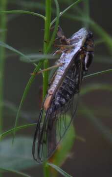 Plancia ëd Diceroprocta olympusa (Walker & F. 1850)