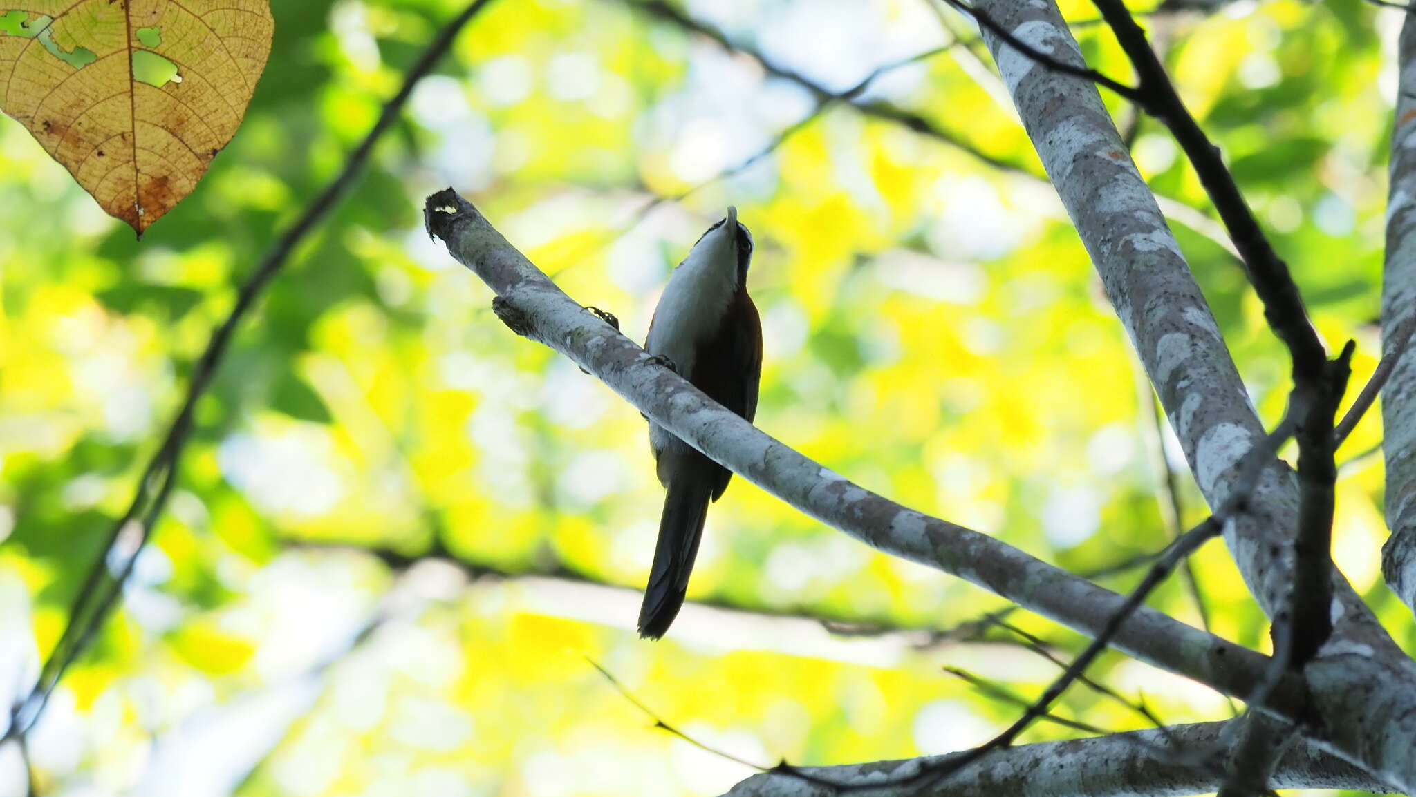 Imagem de Pomatorhinus bornensis