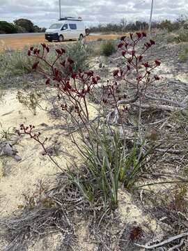 Image of Anigozanthos rufus Labill.